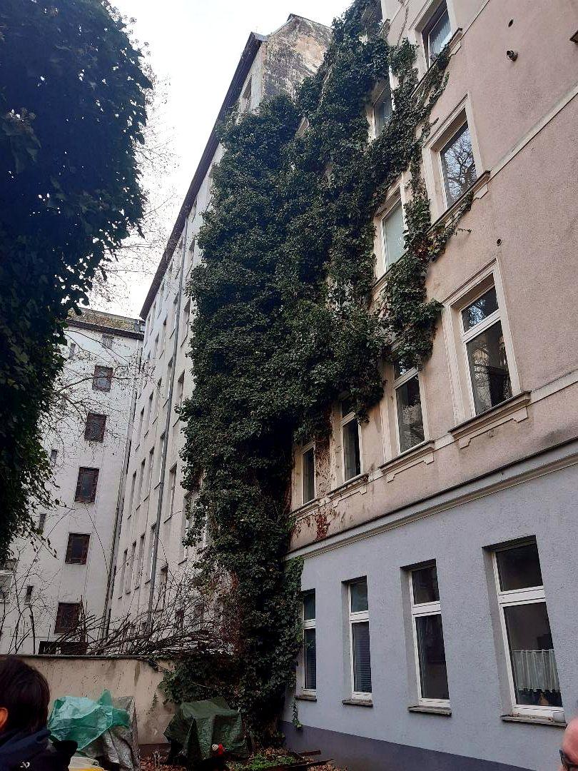 Vollst&auml;ndig mit Efeu bewachsene Hausfassade vor der Entfernung