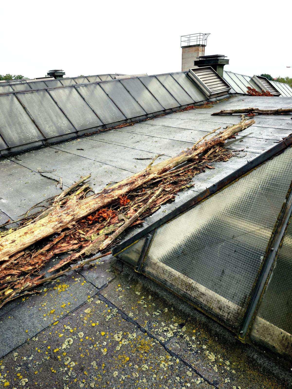 Umgestürzter Baum auf einem Flachdach nach einem Sturm