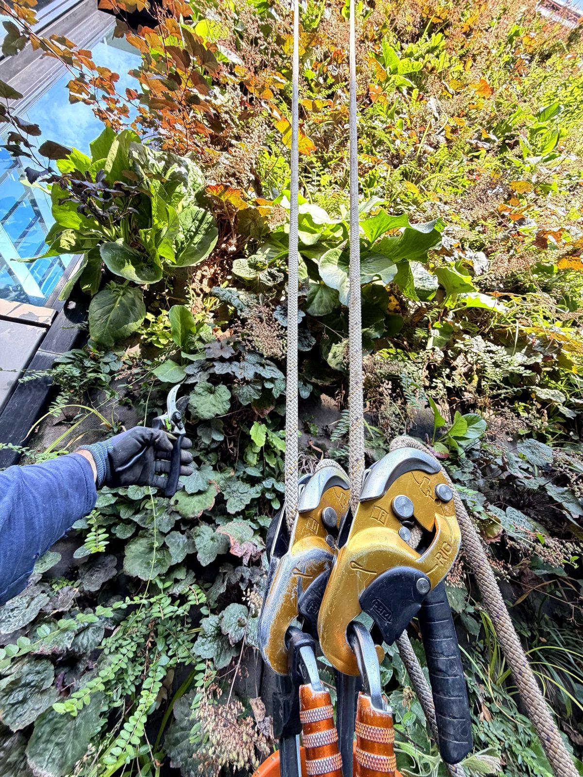 Pflege und Rückschnitt eines Vertikalgartens per Seilzugang mit Gartenschere